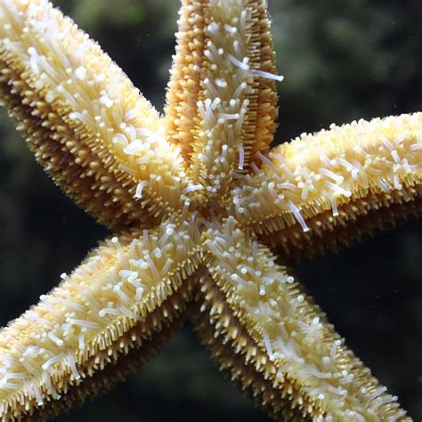 New England Aquarium — Forbes Sea Stars Are Found On Rocky Coasts Of The