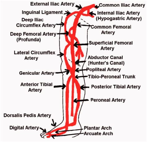 Lower Extremity Artery Anatomy