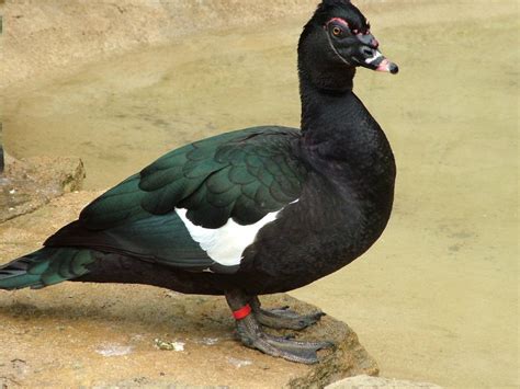 Muscovy Duck Facts Habitat Diet Behavior As Pets Photos