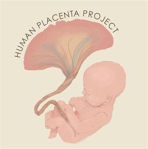 The Promise Of The Human Placenta Project Human Placenta Placenta