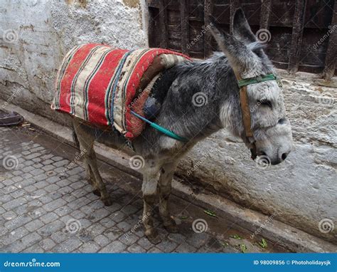 Alone Donkey At Street In City Of Fez Stock Photo Image Of Animal