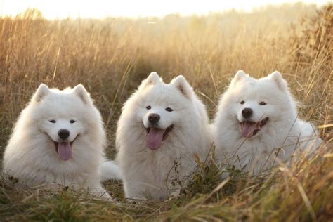 Meet The Fluffy And Friendly Samoyed Dog Samoyed Dogs White Fluffy