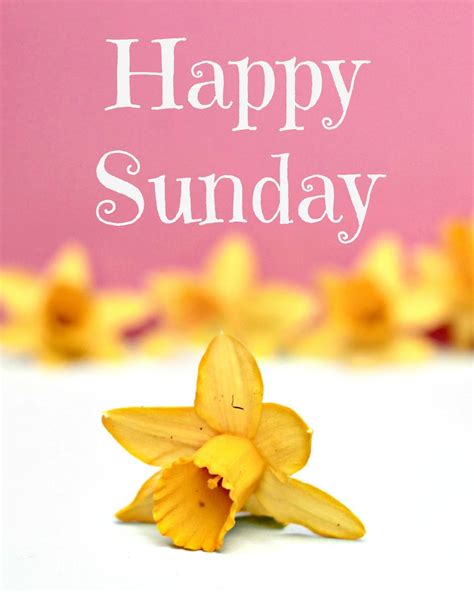Happy Sunday Quotes Pictures Facebook Quotesgram