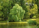 How to Grow: Willows- Grow and Care for Willow Trees and Shrubs
