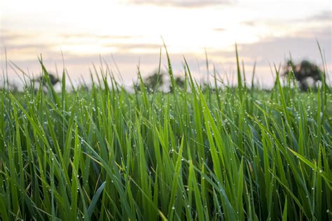 Close Up Of A Green Grass Field 1254379 Stock Photo At Vecteezy