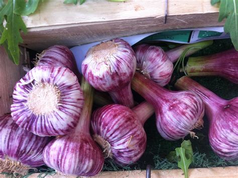 5 Must Grow Hardneck Garlic Varieties Bountiful Gardener