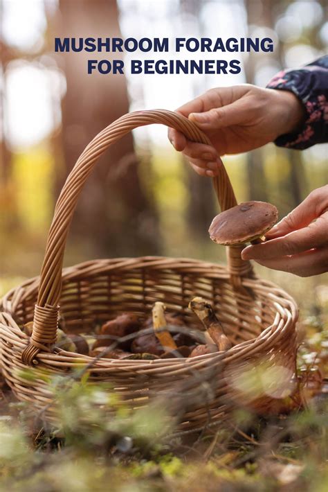 Mushroom Foraging For Beginners Stuffed Mushrooms Foraging Fungi