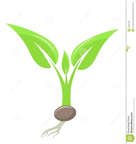 Plant Seedling Stock Vector Illustration Of Grow Nature 54632493