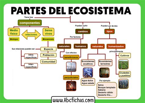 Esquema Tipos De Ecosistemas Abc Fichas Images And Photos Finder