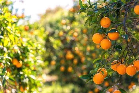 When To Pick Oranges The Best Time For Harvesting Minneopa Orchards
