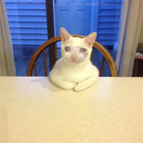 Very Table Sad Cat Sad Rsadcats