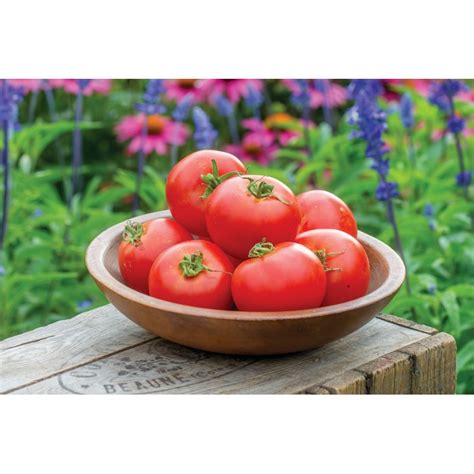 Blight Resistant Tomato Crimson Crush Seeds