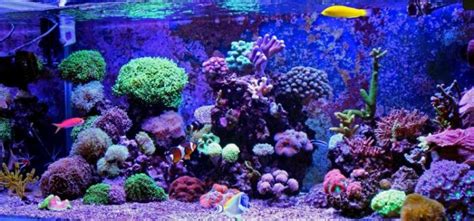 How To Clean A Reef Tank Tips And Tricks Ati North America