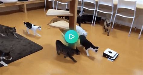 Cat Herding Bot Album On Imgur