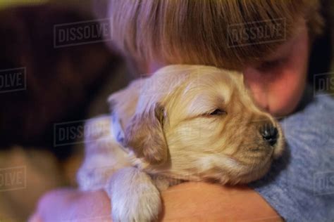 Boy Hugging Golden Retriever Puppy Dog Stock Photo