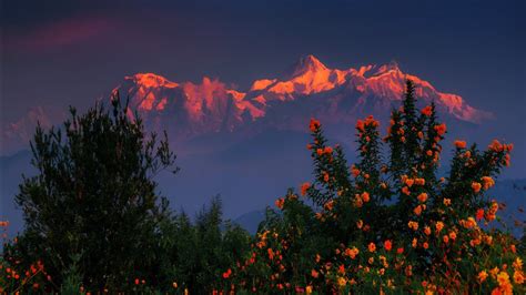 Bush And Flower Under Himalayas Mountain Nepal During Sunset Hd Nature