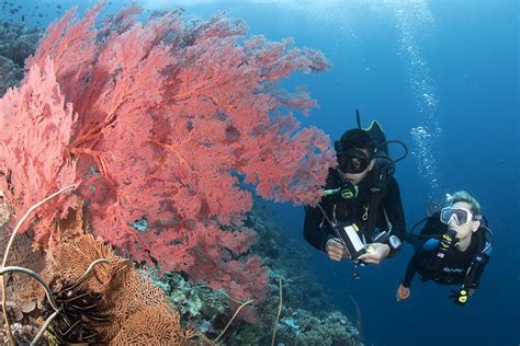Why Wakatobi Is Ideal For New Divers