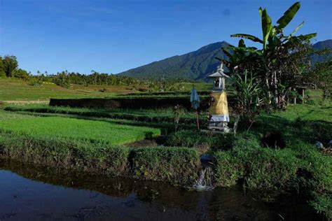 Explaining Bali S Subak System And Why Rice Fields Are Cultural Landscapes Now Bali