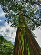 Eucalyptus Deglupta “Rainbow Eucalyptus” | Exotica Tropicals – Tropical ...