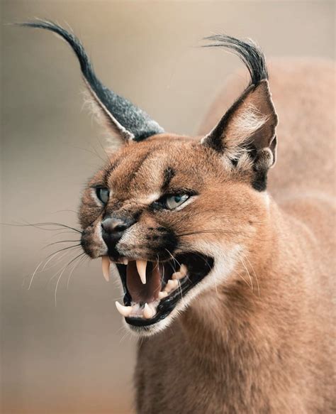 Get To Know The Caracal Wildest