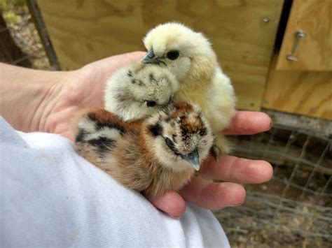 Silkie Chicks Are The Cutest Of All Chicks Rbackyardchickens
