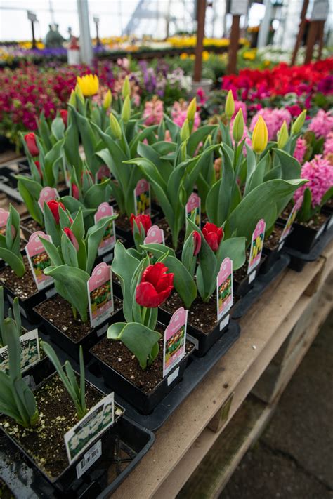 Spring Blooming Bulbs | Nursery supplies, Bulb, Bloom
