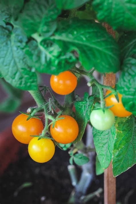 Close Up Of Tiny Orange Tomatoes Growing On Stem In Container Garden