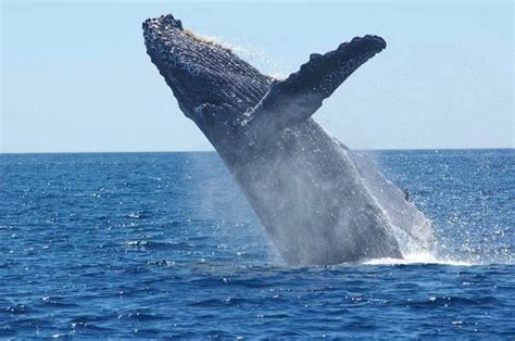 10 Datos Curiosos De Las Ballenas Planeta Curioso