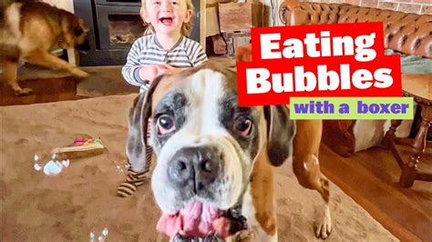Boxer Dog Eats Bubbles And Makes Baby Laugh Hysterically Babiesanddogs