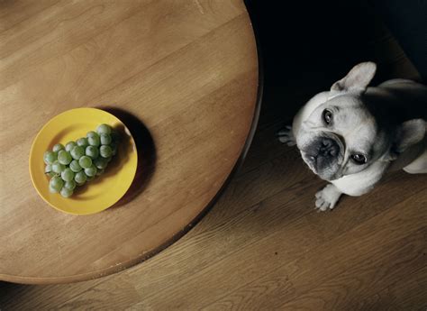 Grapes And Raisins Are Harmful To Dogs