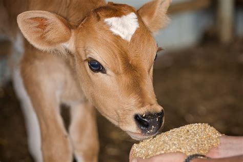 Feed For Young Dairy Animals An Unexplored Opportunity