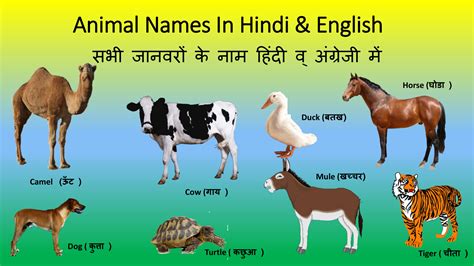 Wild Animals Name In Hindi And English जंगली जानवरों के नाम