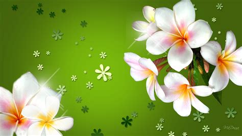 Gray and brown butterfly on white flower. Plumeria Three Colored Flowers With Bright Green ...