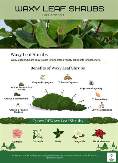 Benefits Of Waxy Leaf Shrubs For Gardeners