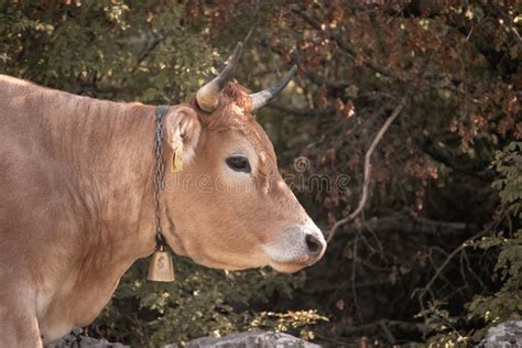 Zoomed In Side View Of A Brown Cows Head With Horns Looking Into The