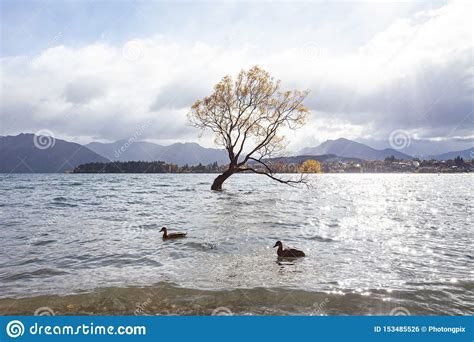 Lone Willow Tree At Lake Wanaka New Zealand Stock Photo