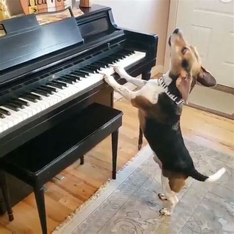 Dog Playing A Piano Video Funny Animal Videos Cute Baby Animals