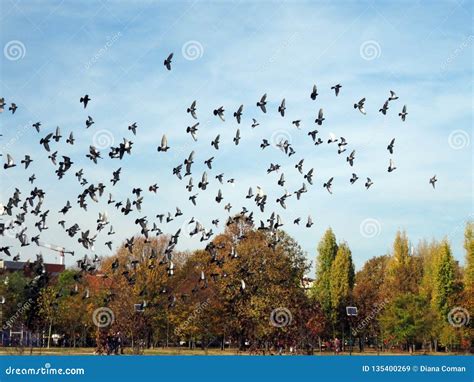 Birds Flying Over The Trees Autumn Stock Image Image Of Migrating