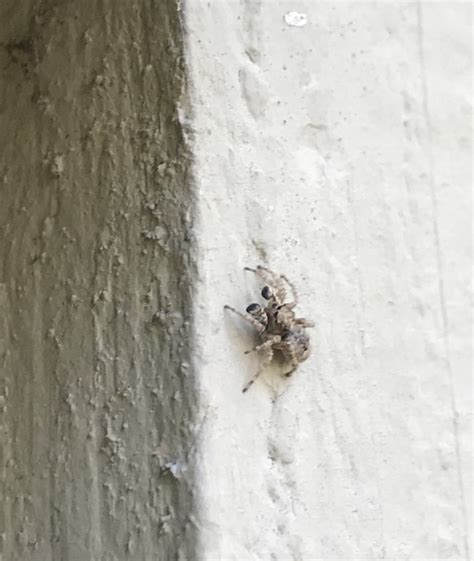 Unidentified Spider In Missoula Montana United States