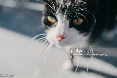 Cat Smelling Camera Photos And Premium High Res Pictures Getty Images