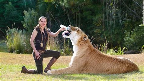 Meet The Biggest Pet Cat In The World