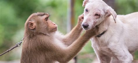 Their program, jetpaws, includes a pet carrier bag tag, 300 required documentation for emotional support animals must be provided to jetblue at least 48. Emotional support animal letter for flying example