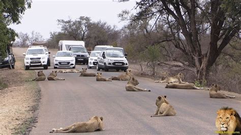 Largest Lion Pride Ever Blocking Road In Kruger Park Youtube