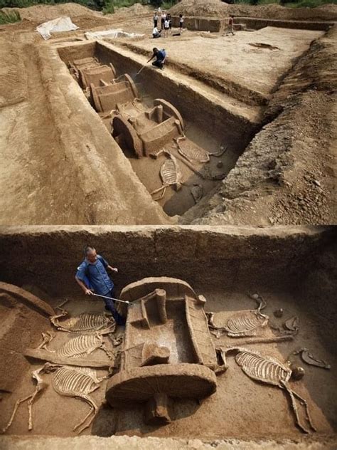 In 2011 5 Chariots And 12 Horse Skeletons Were Found In A Tomb In The