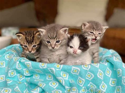 Pichers Of Kittens Helping Your New Cat Kitten Settle In