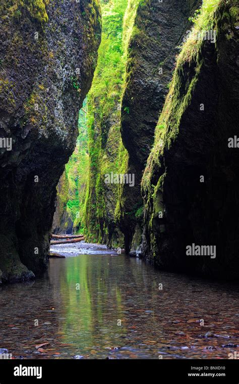 The Oneonta Gorge In The Columbia River Gorge Oregon Stock Photo Alamy