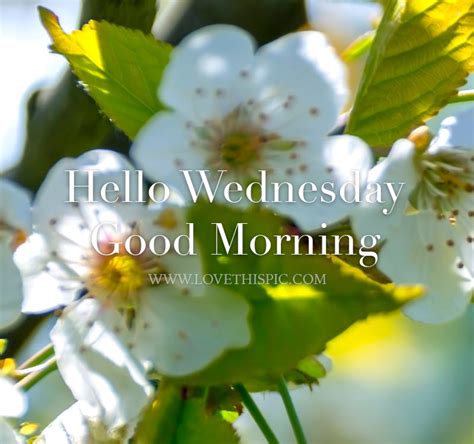 Hello Wednesday Good Morning Pictures, Photos, and Images for Facebook 