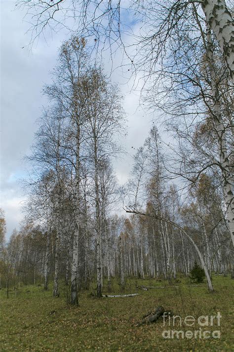 Naked Forest Photograph By Edward Nekrasov Fine Art America