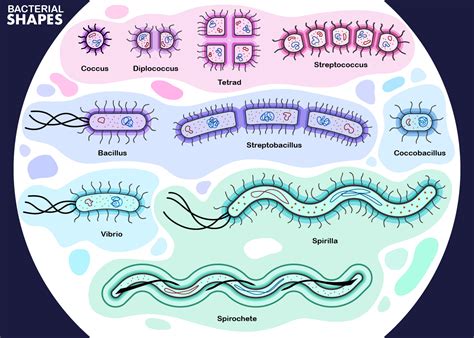 Artstation Bacterial Shapes