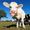 Happy Cow Smile, Painting by Tony Rubino | Artmajeur